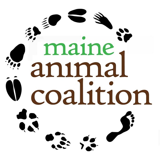 Maine Animal Coalition - Animal Rights, Animal Welfare in Maine Maine Animal Coalition - Animal Rights, Animal Welfare in Maine